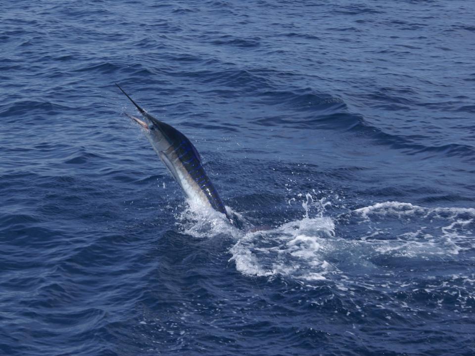 islamorada sailfish charter 